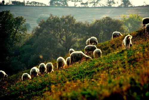  pecore al pascolo